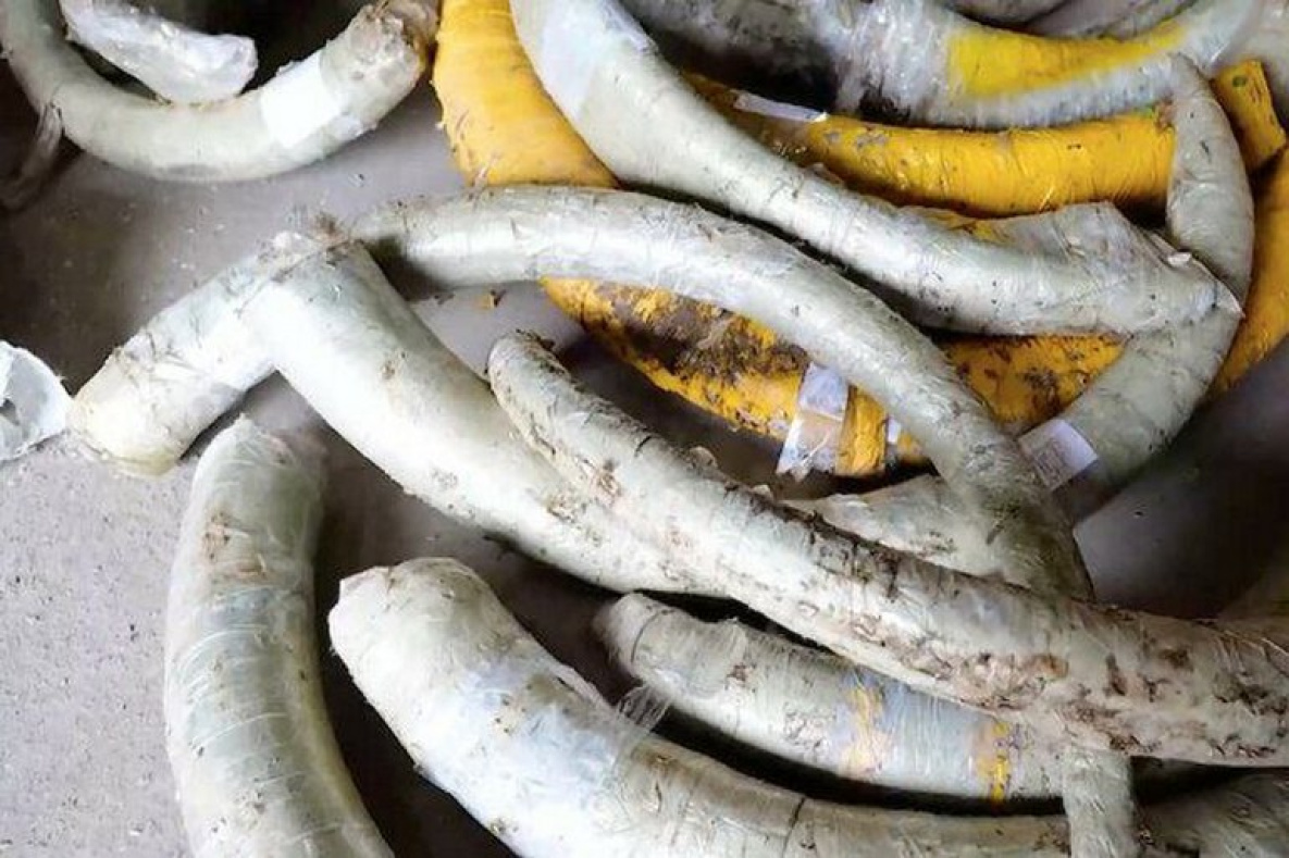 Рекордный схрон бивней мамонта нашли в Хабаровском крае