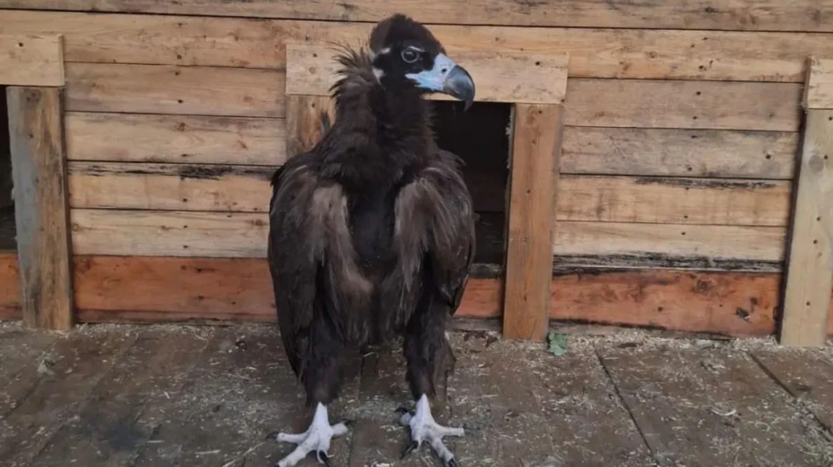 Краснокнижный гриф обживается в «Приамурском» зоосаде Хабаровска