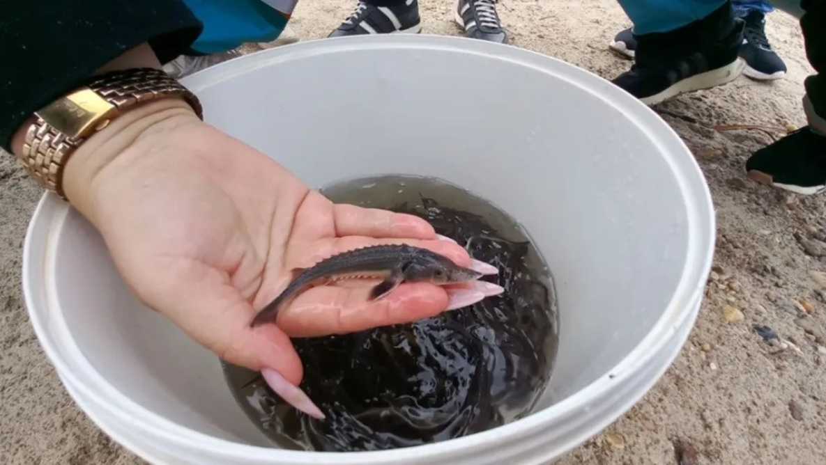 В России продлили запрет на вылов осетра