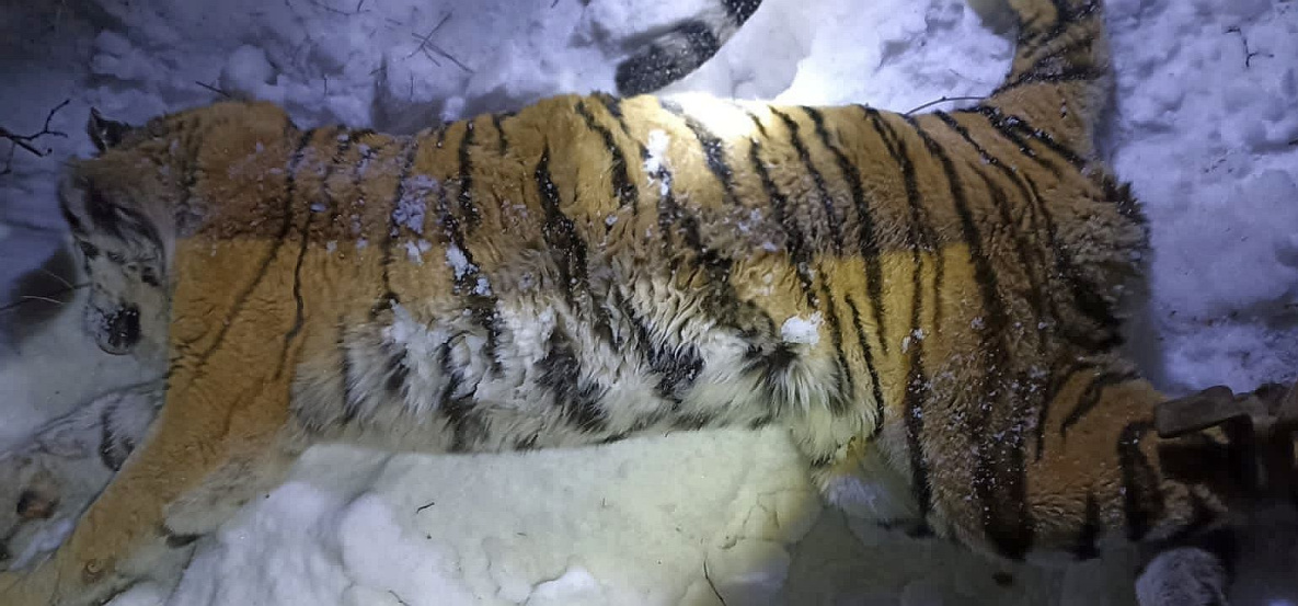 Напавший на человека в Хабаровском крае тигр не выжил