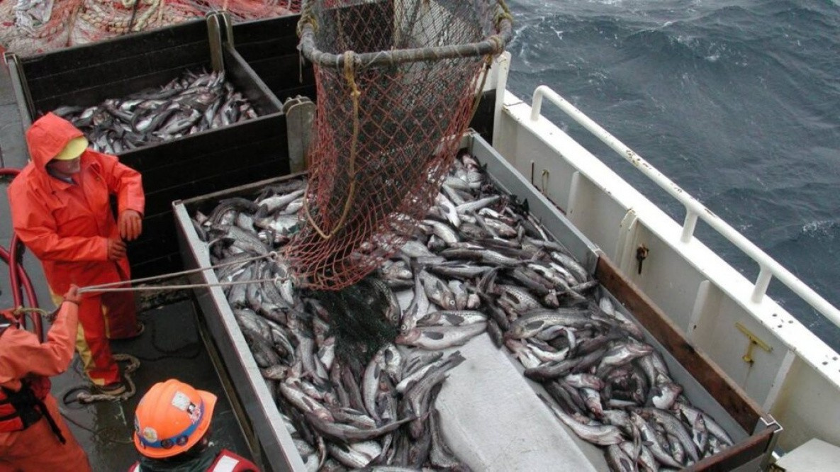 В Охотском море сильно выросли уловы минтая и сельди