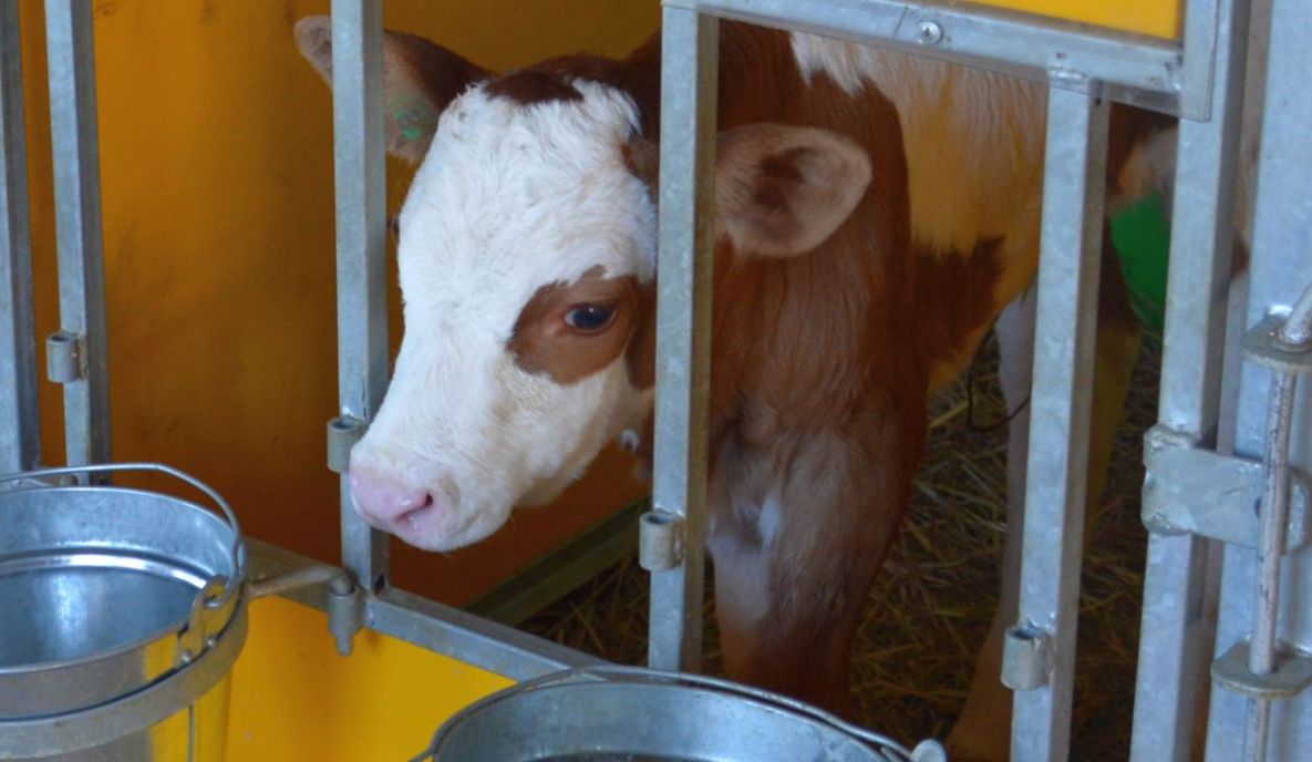 В Хабаровском крае намерены в 4,5 раз увеличить производство молока