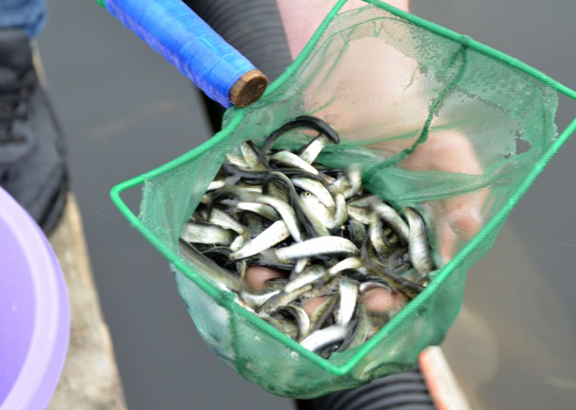 Ванинские портовики провели экологическую акцию по выпуску мальков лососевых