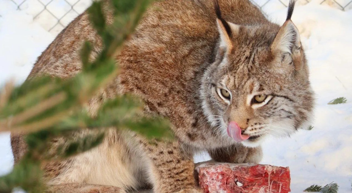 Медведи хабаровского зоосада «Приамурский» выходят из спячки