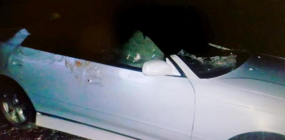 В Хабаровском крае автомобилист столкнулся с лосем