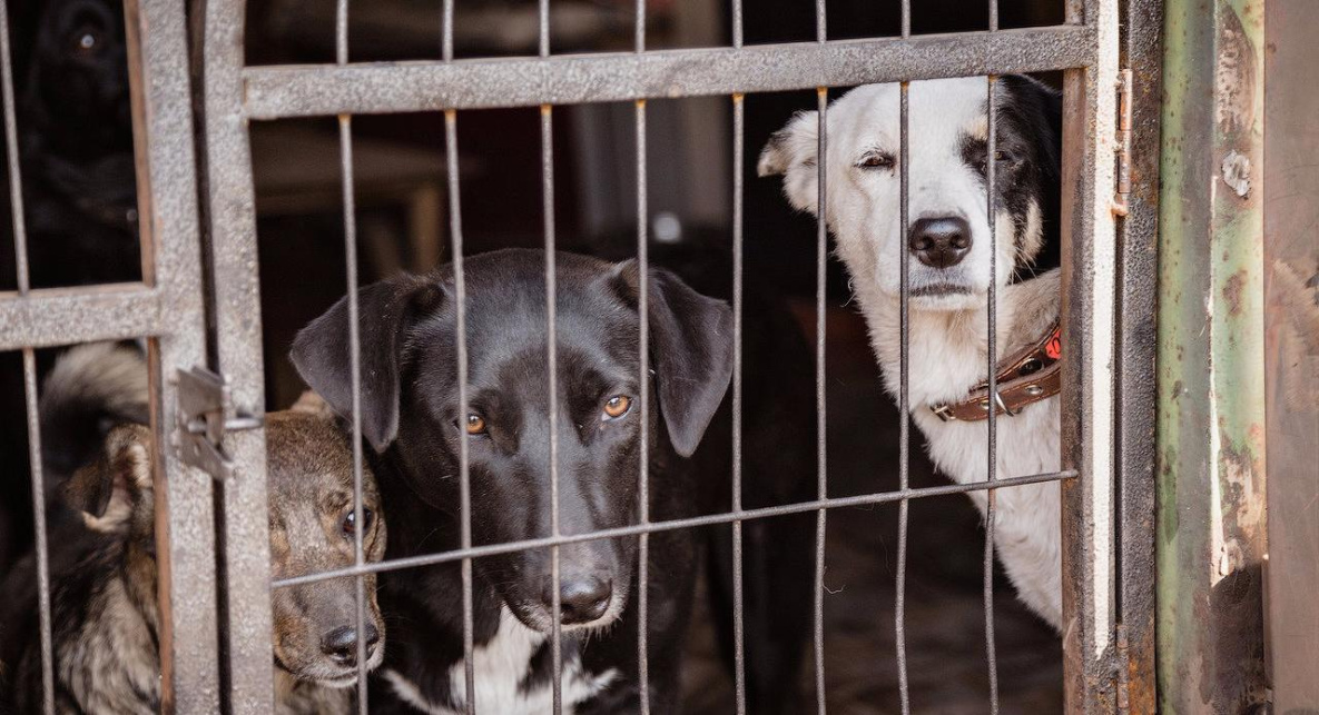 Отловом бездомных собак в Вяземском районе займётся фирма из Бикина