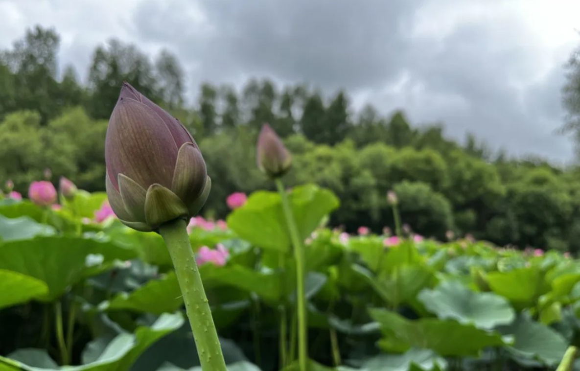 В пригороде Хабаровска раньше обычного расцвели лотосы
