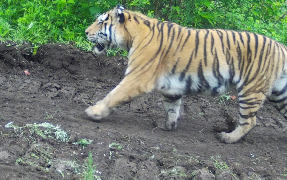 Пропавшего тигра Чудовище в хабаровской тайге сменил его сын