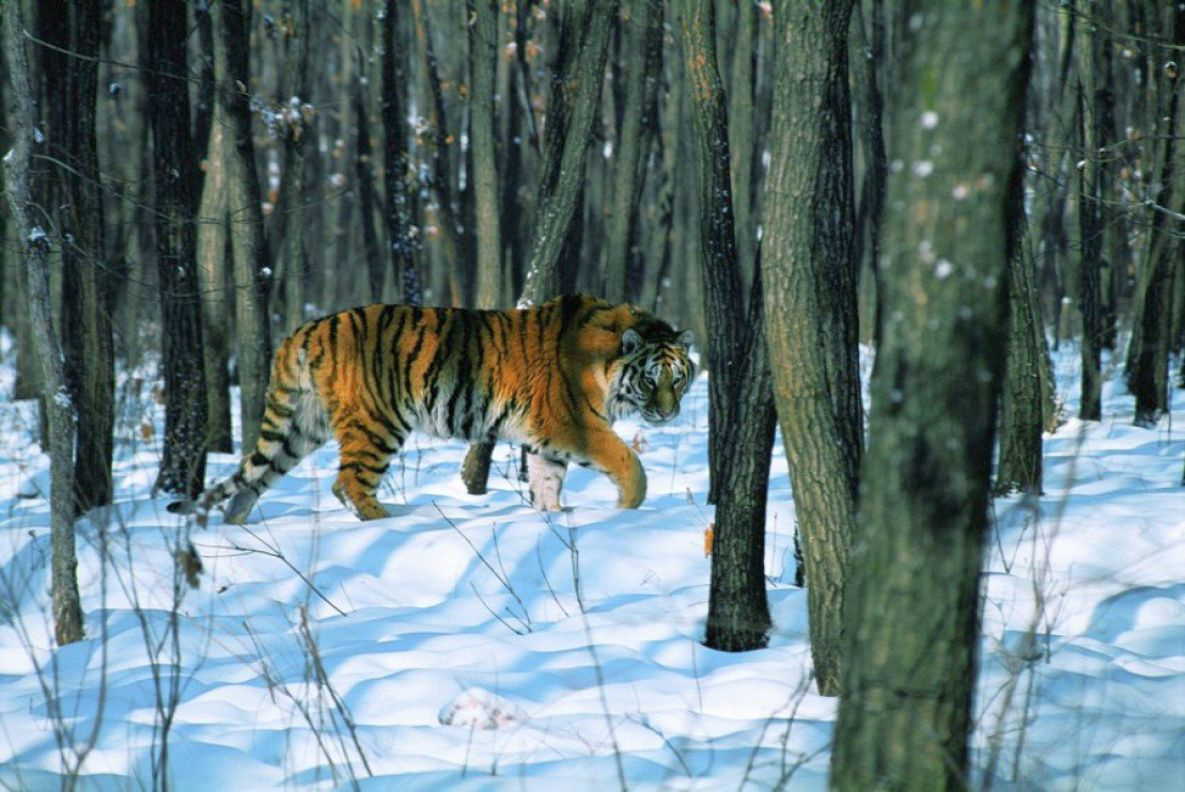 В России ликвидирована угроза уничтожения амурских тигров