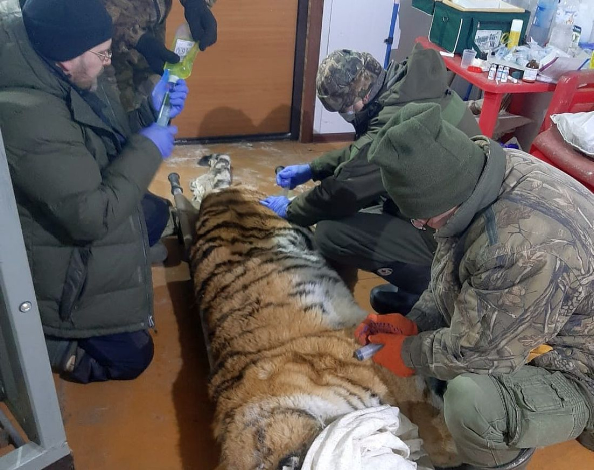 В Хабаровском крае ветеринары спасают молодую тигрицу 