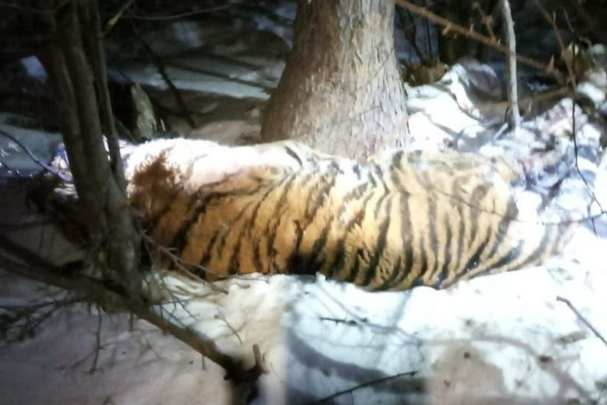 Третьего отловленного в Хабаровском крае тигра отправили в Приморье