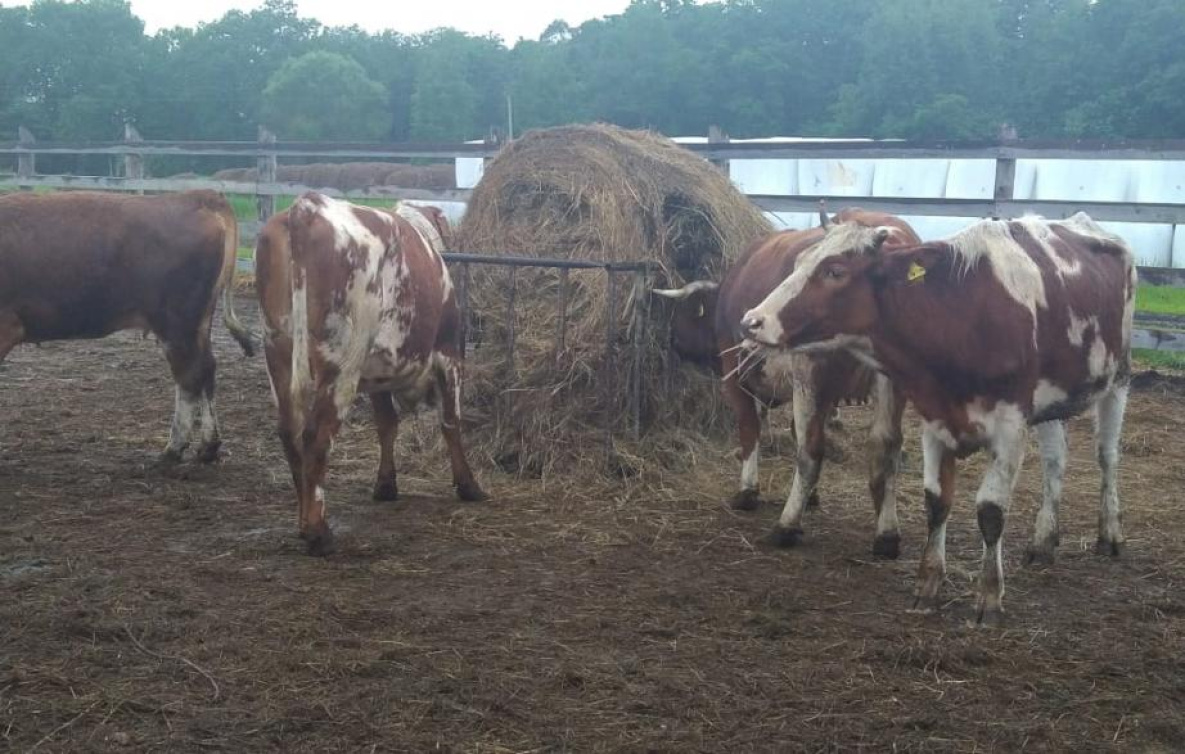 На хабаровскую ферму завезли коров под будущих доярок-роботов