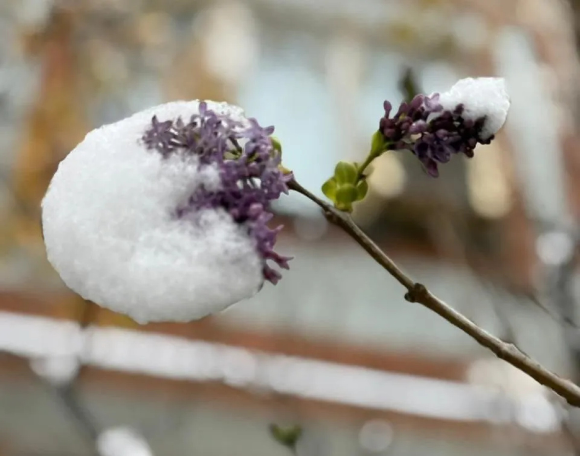 Сирень повторно зацвела в Хабаровском крае