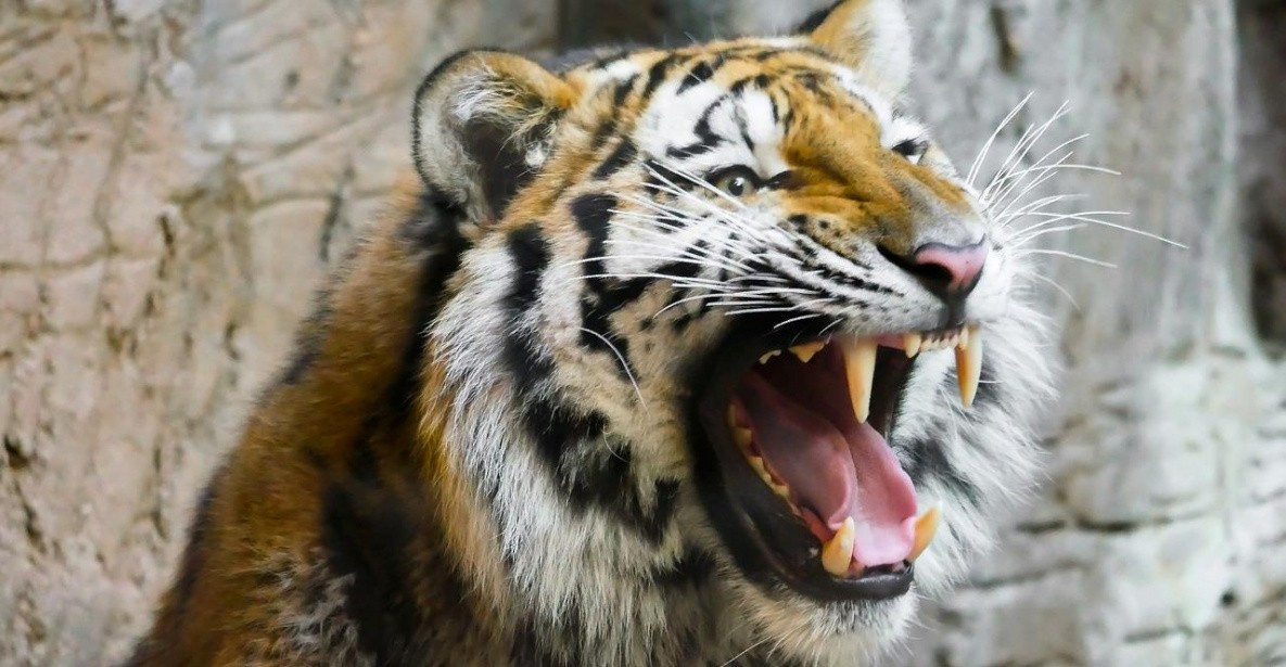 Тигр убил человека в Хабаровском крае