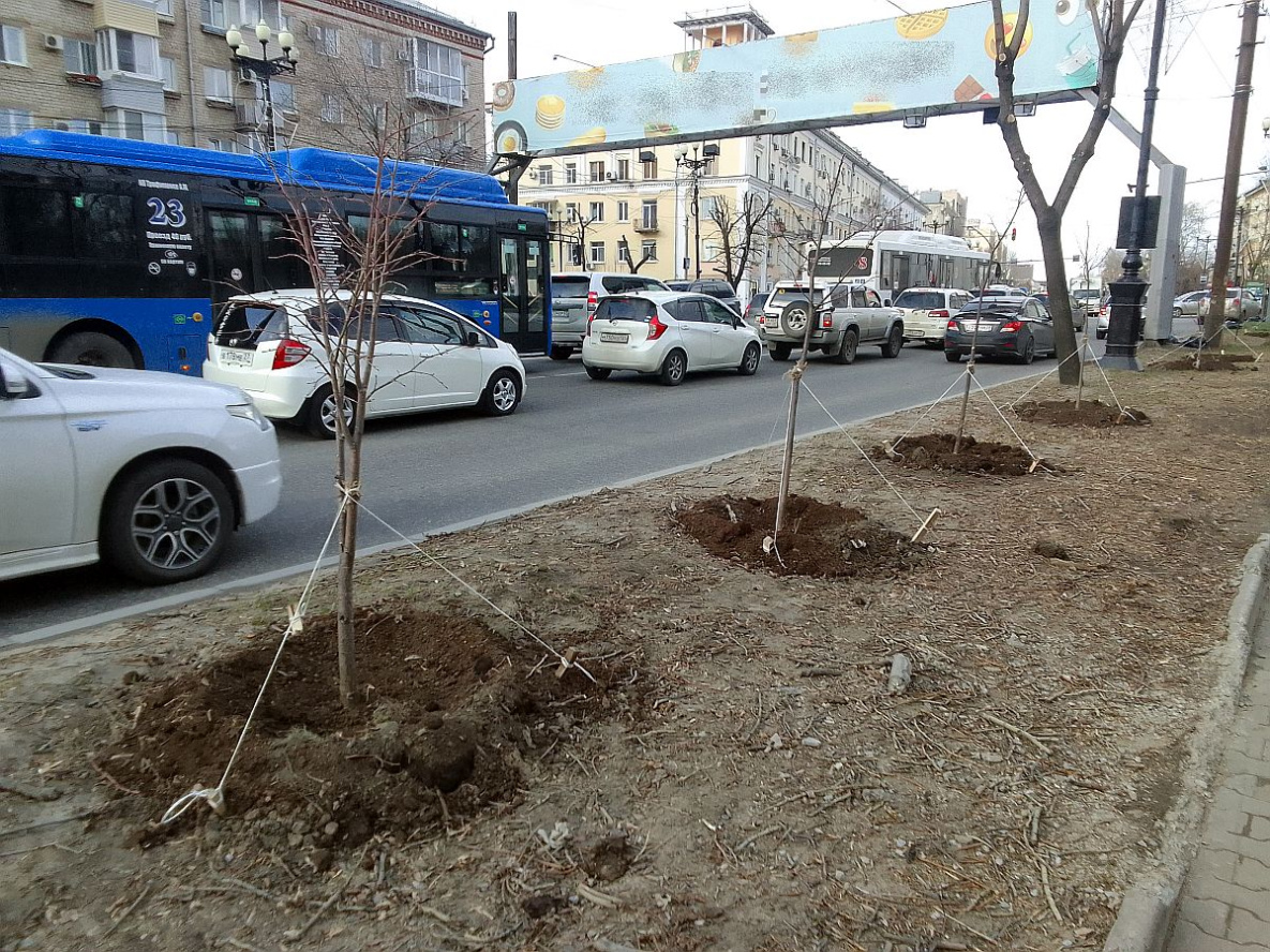 На улицах Хабаровска этой весной высадят 750 молодых деревьев