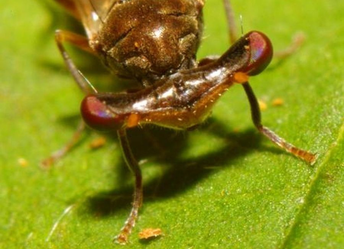 Тропических насекомых с глазами на стебельках нашли под Хабаровском