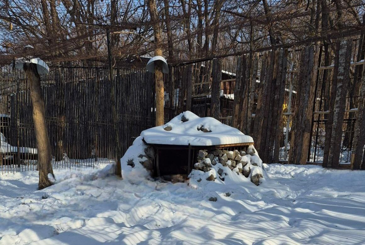 Зимний сон всё-таки сморил медведя Буржуя из зоосада «Приамурский» 