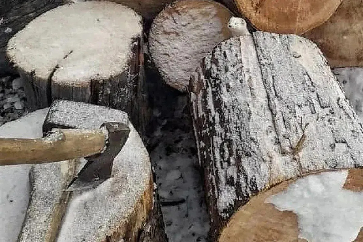 Смелого горностая приручили на кордоне в Верхнебуреинском районе