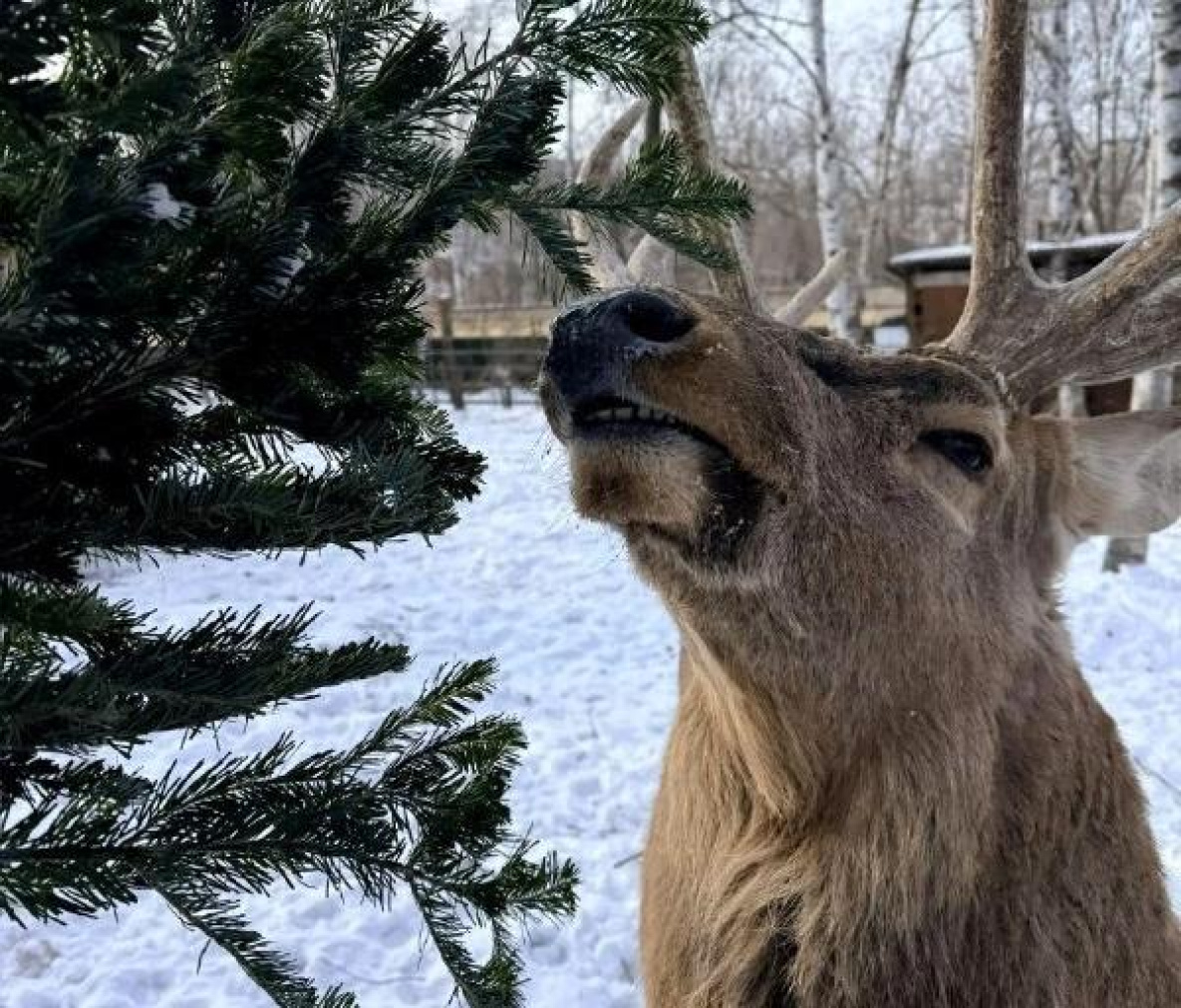 Отслужившие новогодние ели жителей Хабаровского района доставят в зоосад