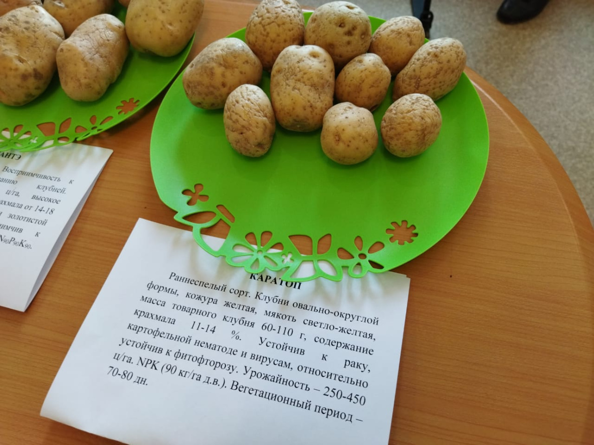 Хабаровским дачникам предложили новые урожайные сорта картошки