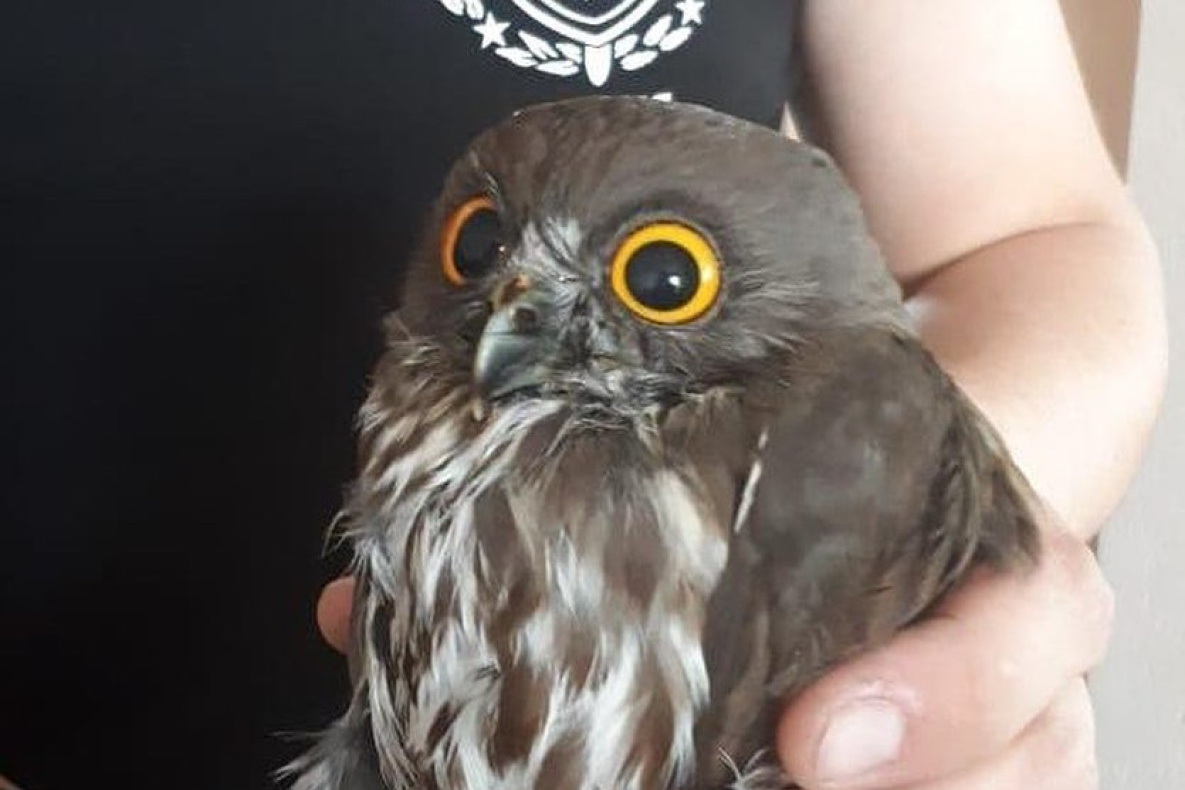 В Хабаровске силовики отбили редкую сову у стаи сорок 