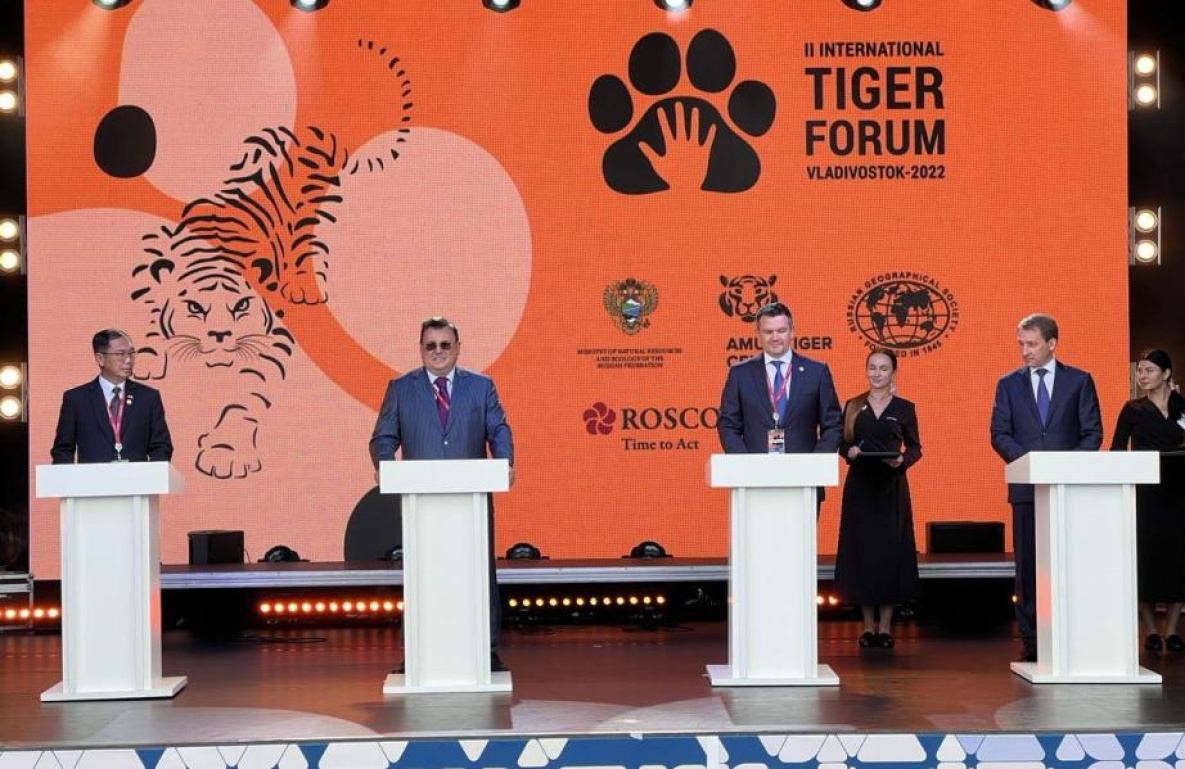 Тигров на Дальнем Востоке оказалось больше, чем ожидалось