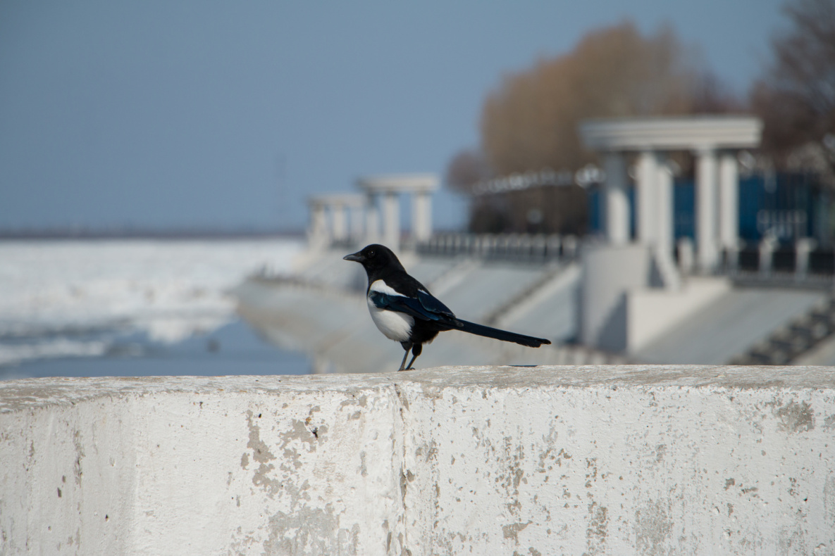 Первый «плюс» ожидается в Хабаровском крае на этой неделе