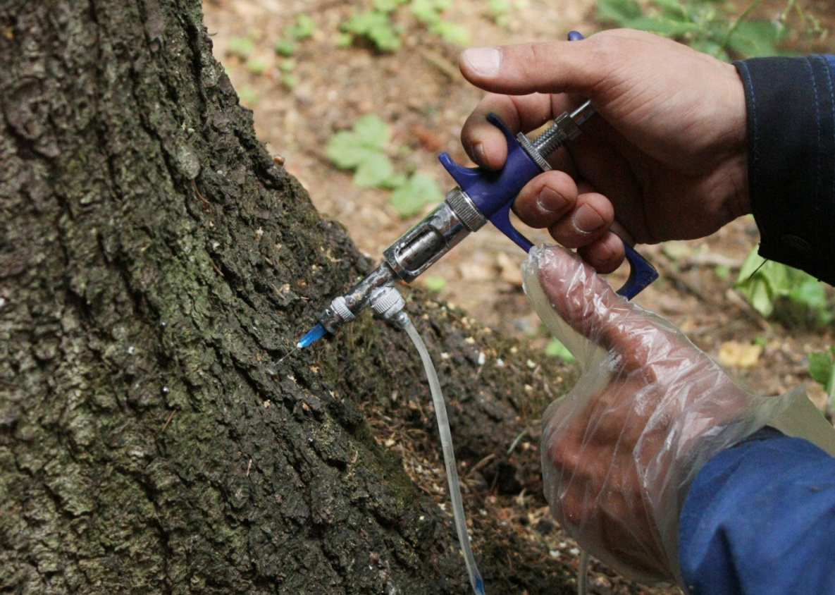 Анализ ДНК деревьев Хабаровска позволит вылечить растения