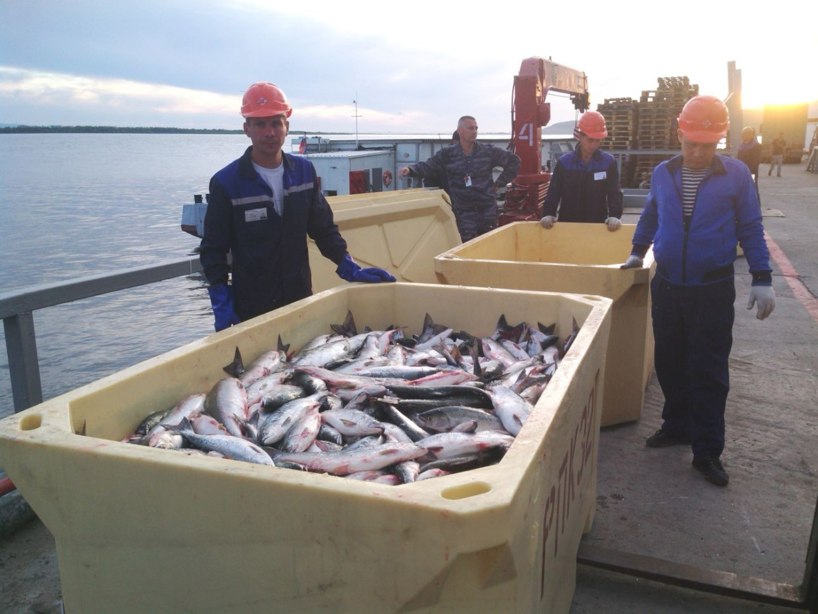 В Хабаровском крае началась отгрузка лососей для КМНС 