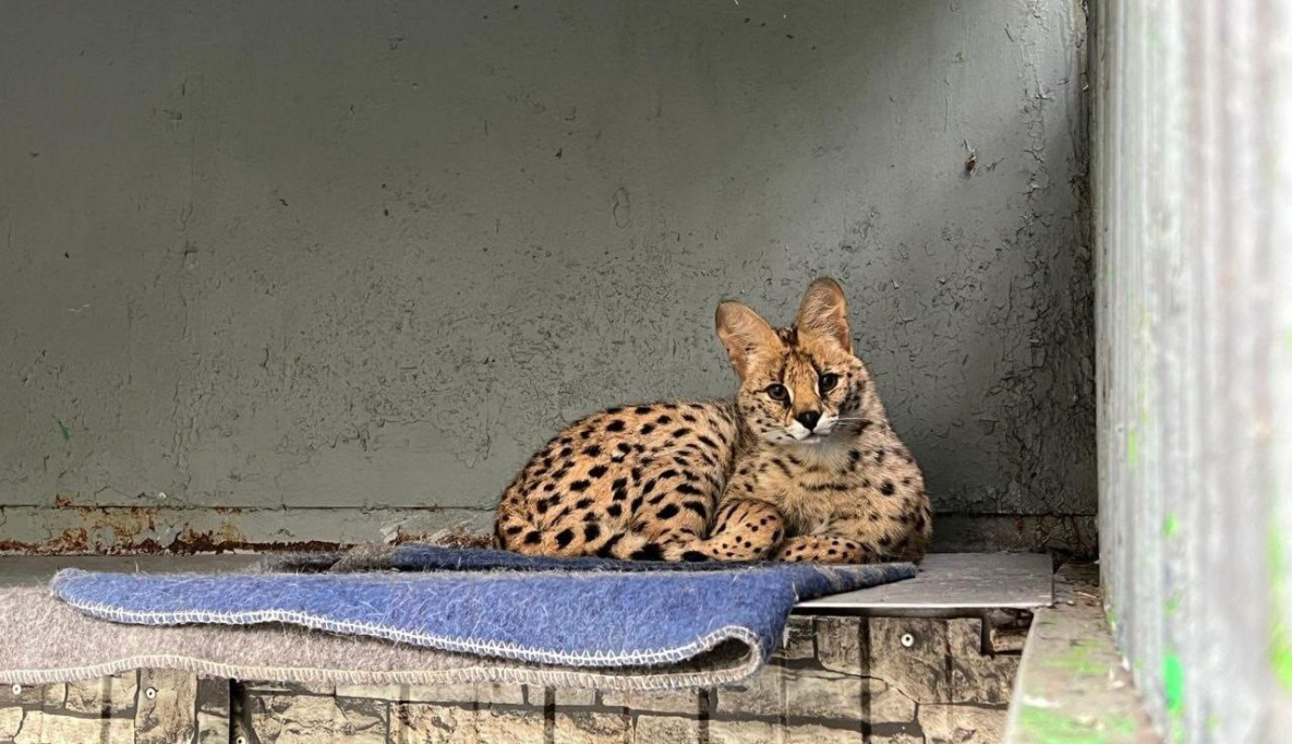В комсомольский зооцентр «Питон» приехала пятнистая невеста для сервала Кая