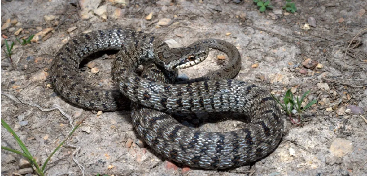 Ядовитые змеи обживают дальневосточные города