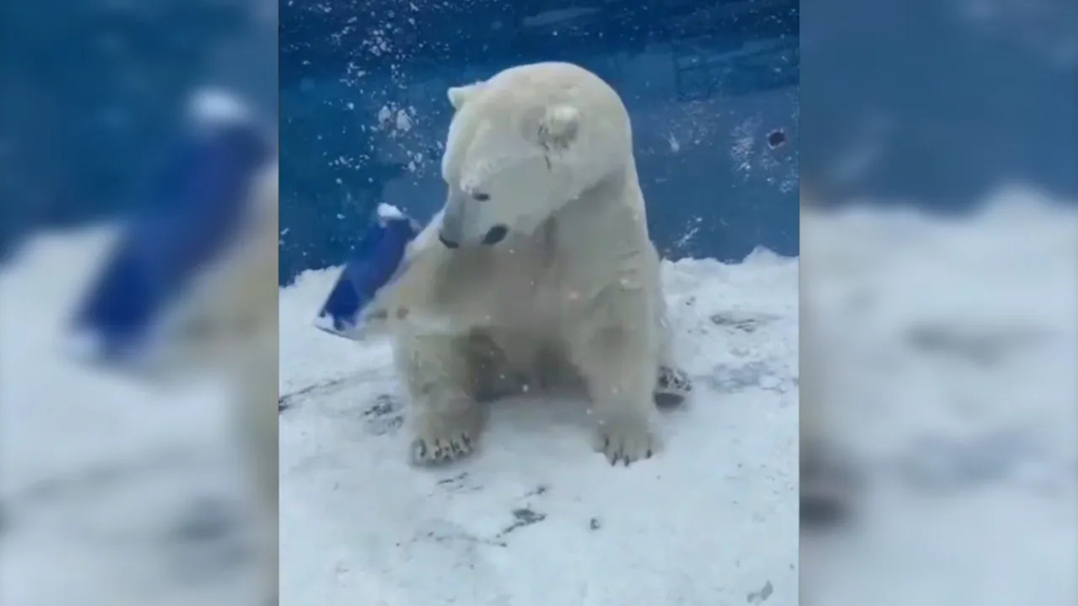 Белый медведь Алмаз из Приамурского зоосада в восторге от выпавшего снега