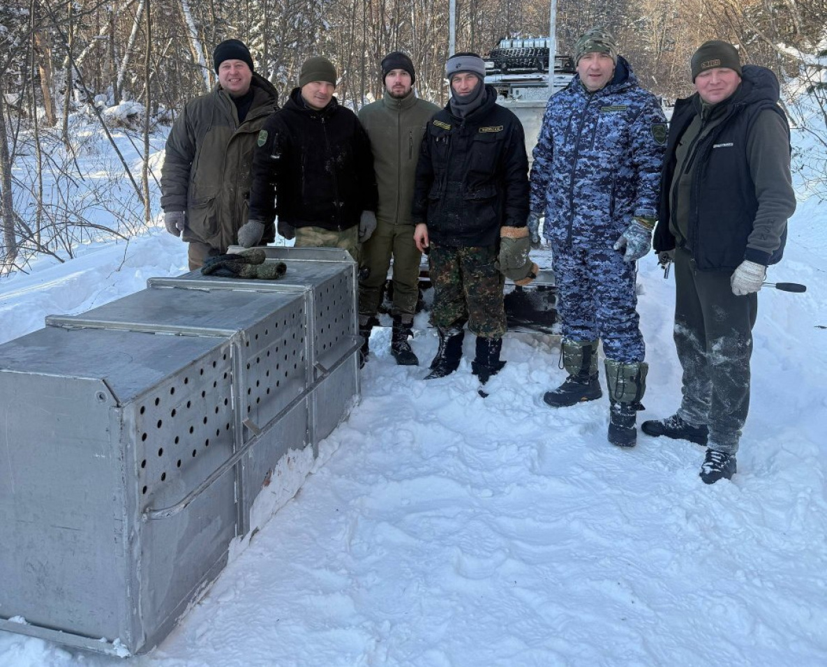 В Хабаровском крае в новогодние праздники отловили тигра и медведя