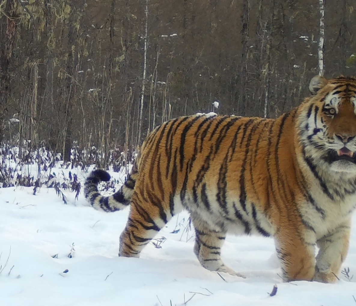 Обитающий в Хабаровском крае тигр-чудовище вернулся с триумфом 