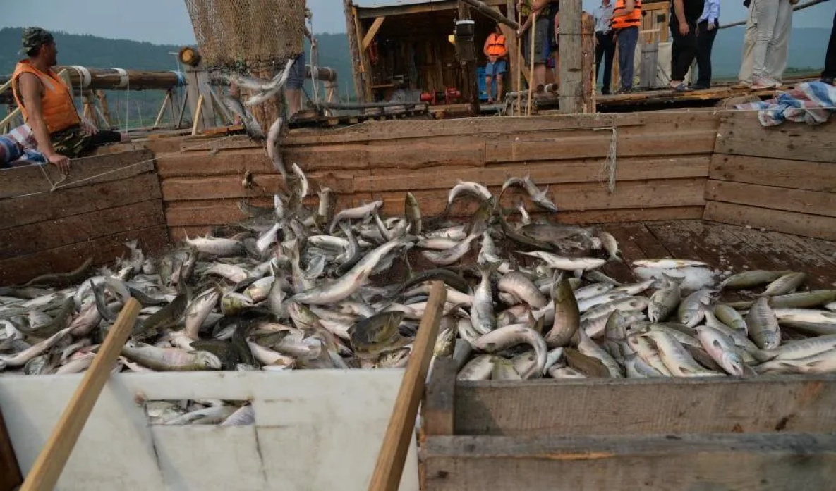 Бюджет северного округа Хабаровского края стал дефицитным из-за плохой путины