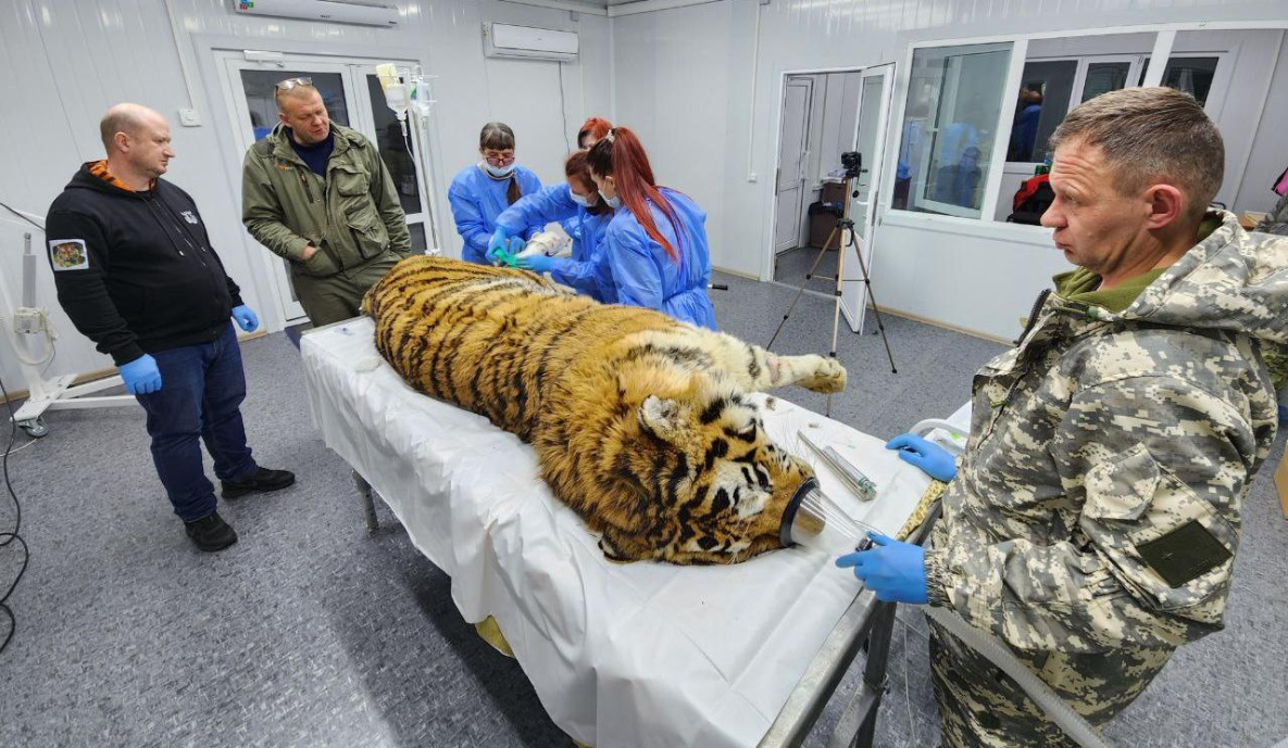 Отловленный в Хабаровском крае тигр в тяжёлом состоянии