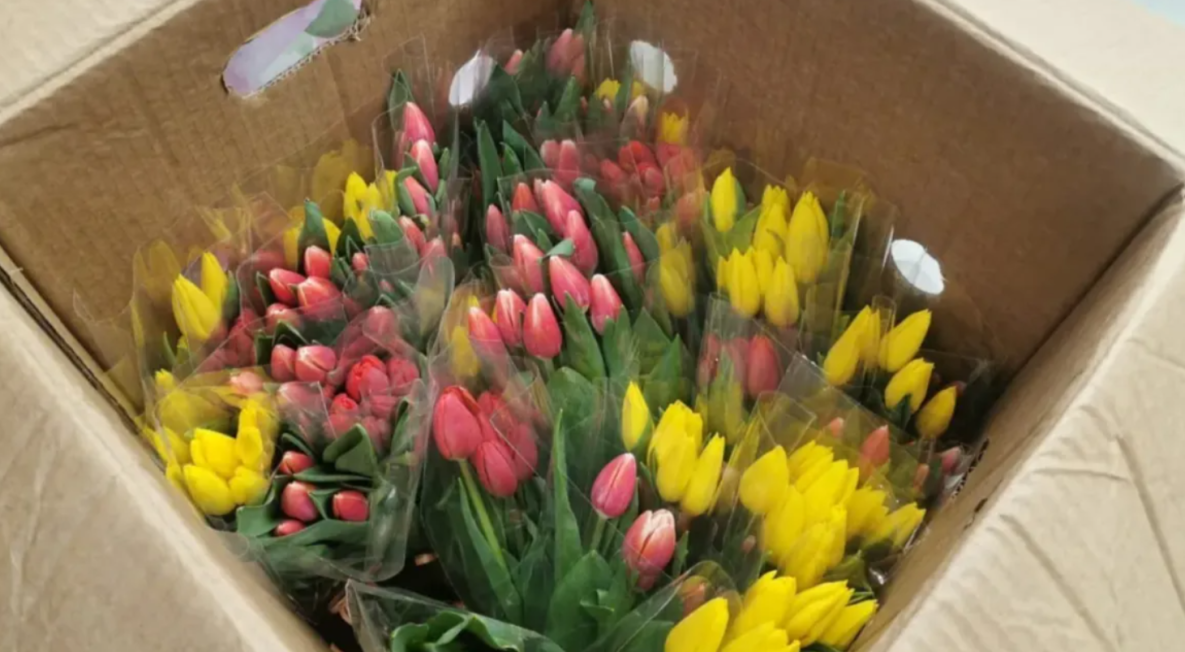 Цветочные магазины Хабаровского края закупили тюльпаны со всех уголков мира