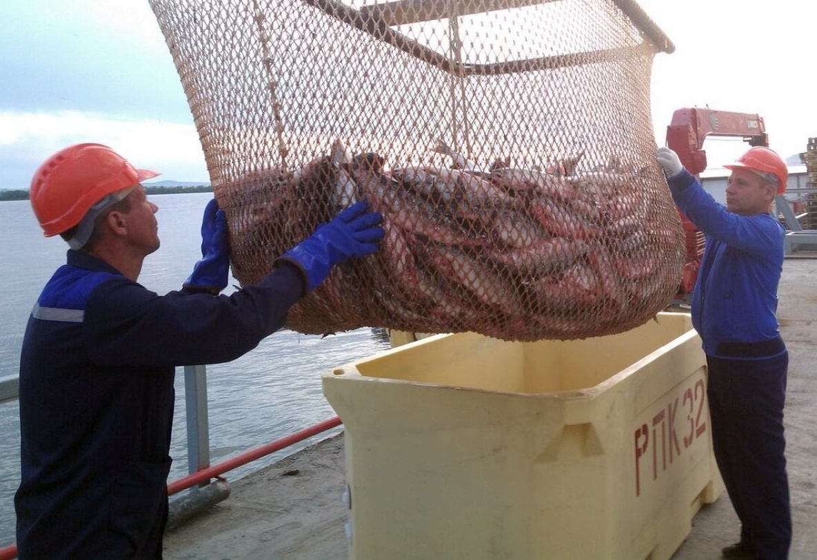 Учёные предупредили о снижении численности лососей Тихого океана