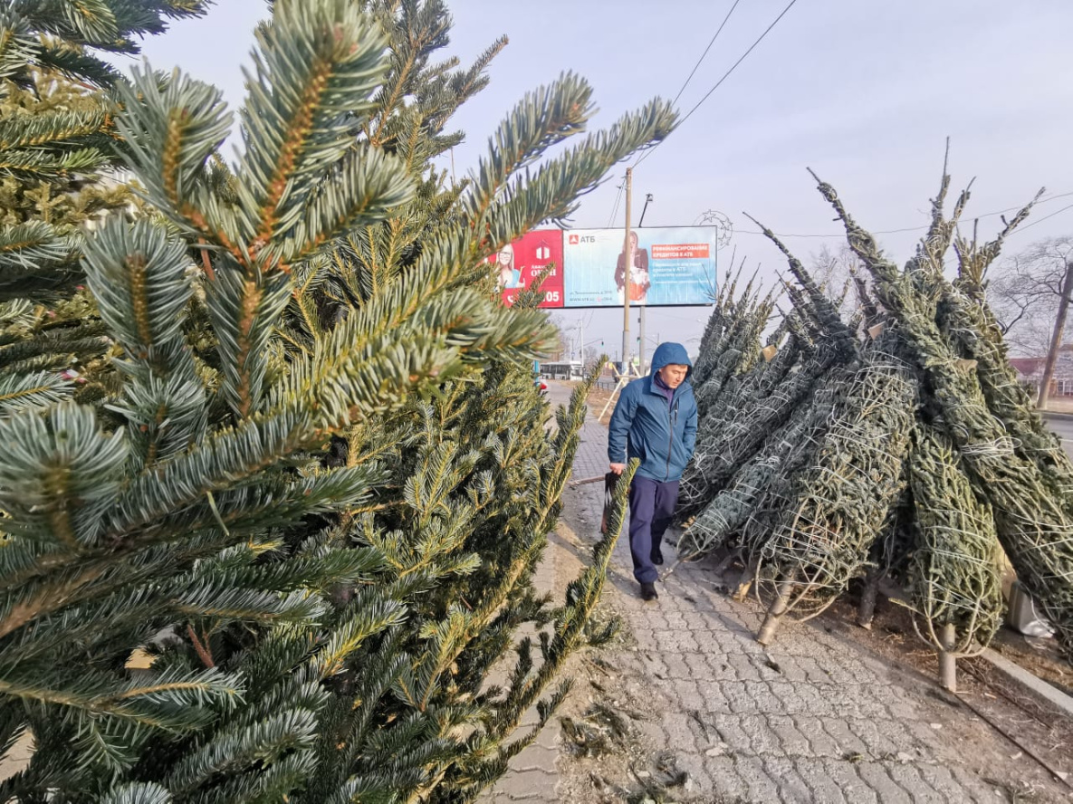 2021: на рынках Хабаровска «выросли» новогодние пихты и ели