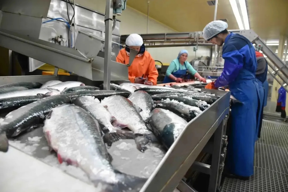 Рыбаки Хабаровского края добыли минтая на 5,6% больше, чем в 2025 году