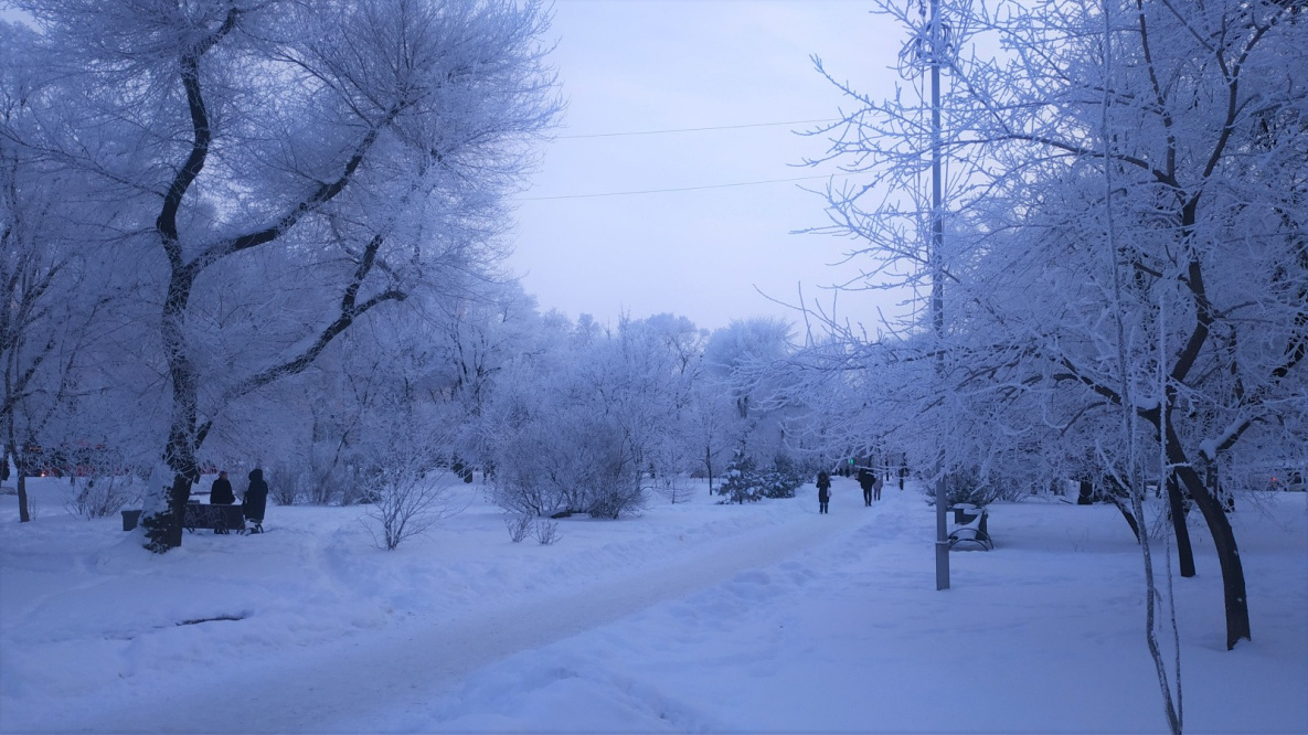 Какова красота: на деревьях в Хабаровске - снежные «побеги» 