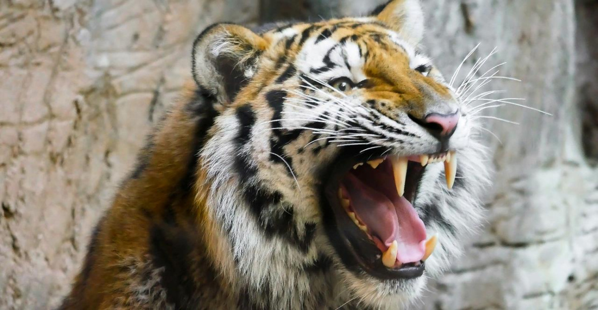 Тигр убил охотника в Хабаровском крае