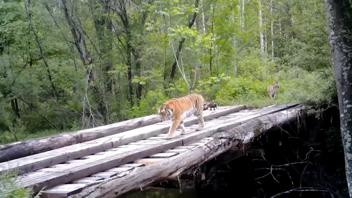 В Хабаровском крае на видео попали уроки тигрицы-матери