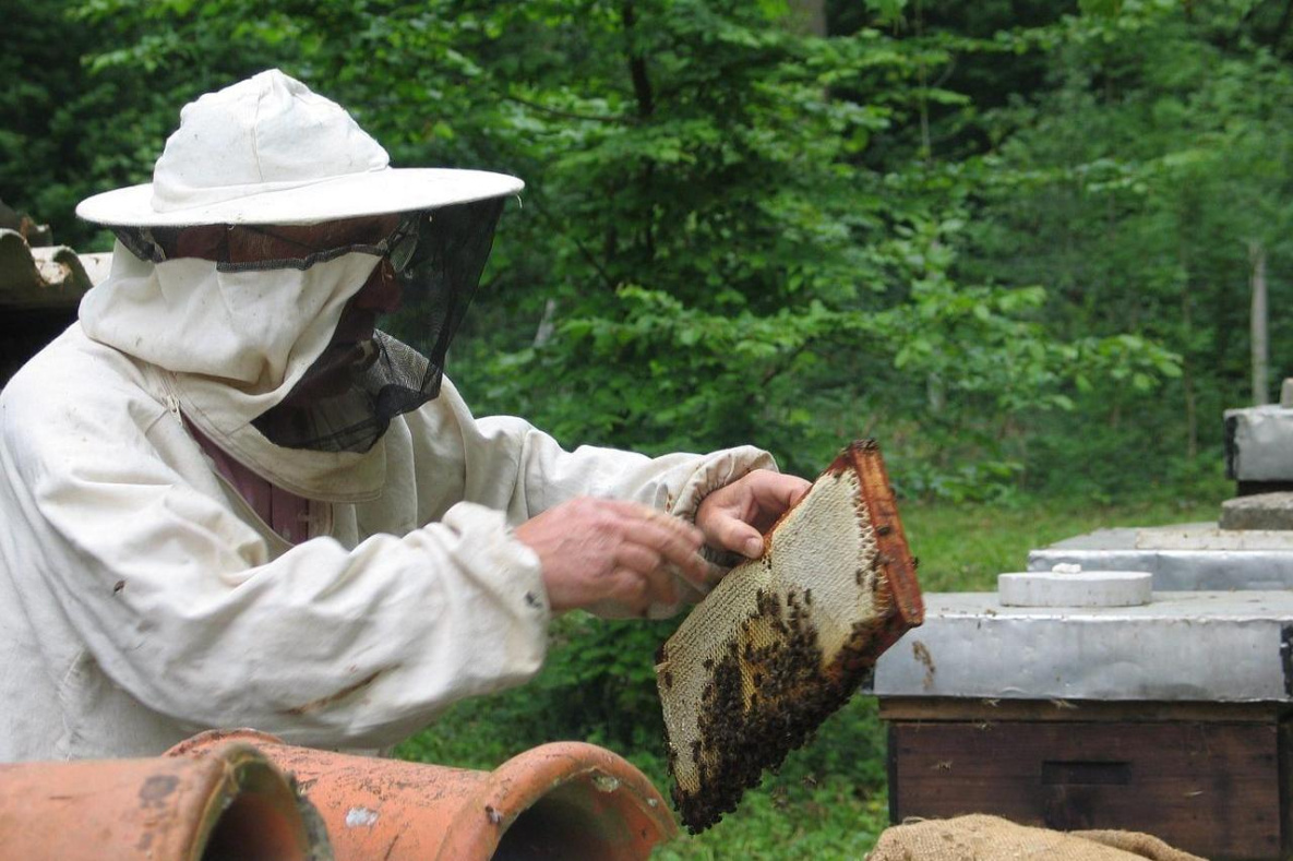 Нелегальных пчеловодов в Хабаровском крае хотят вывести из тени