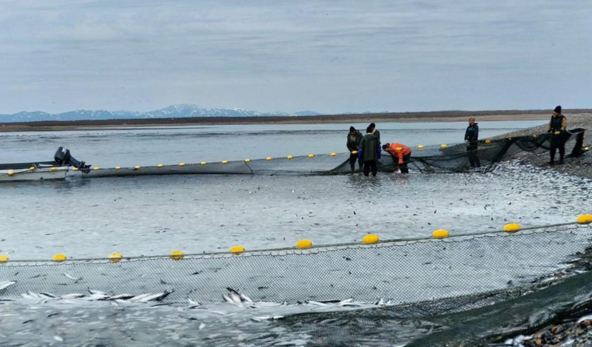 Рыбаки отметили хороший урожай сельди на севере Хабаровского края