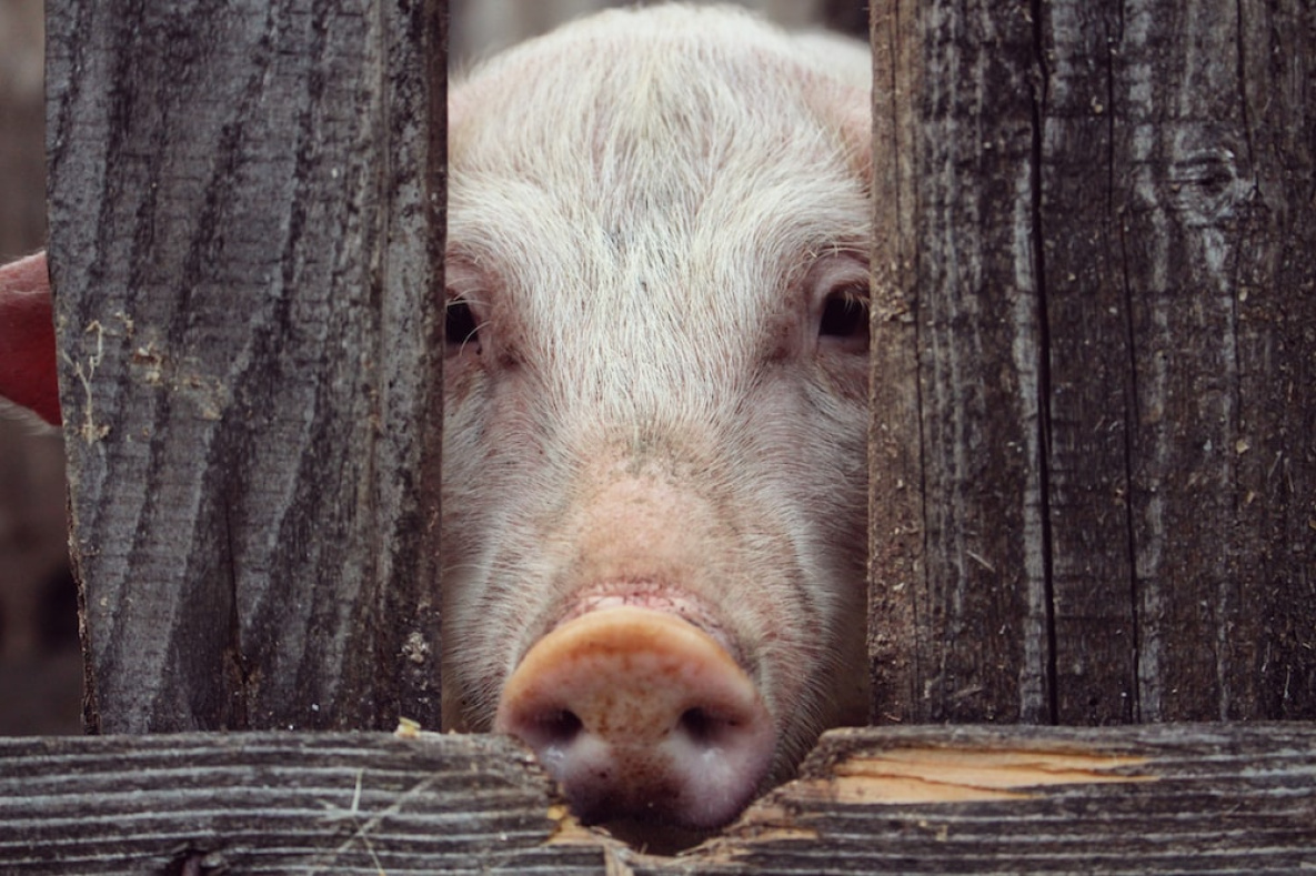 В Хабаровском крае ввели жёсткий контроль в связи обнаружением чумы свиней в Приморье