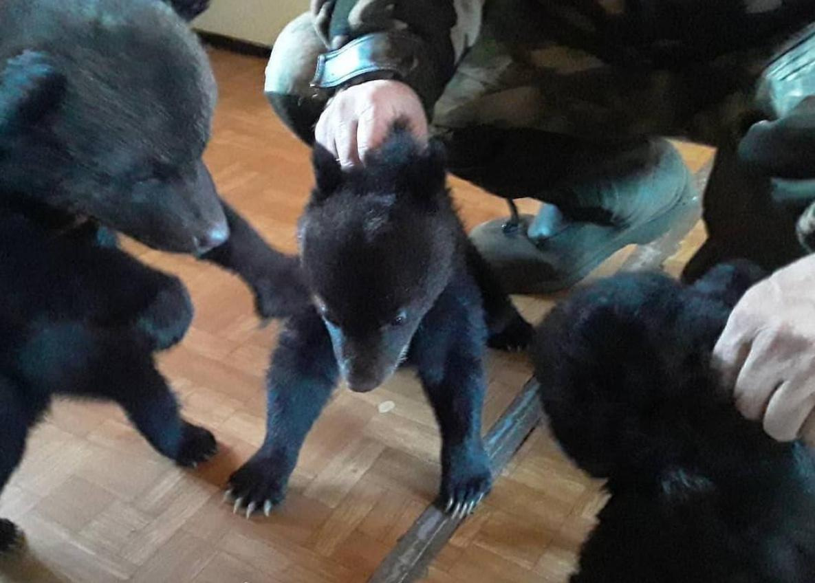 Хабаровский край вновь ждёт вал осиротевших медвежат