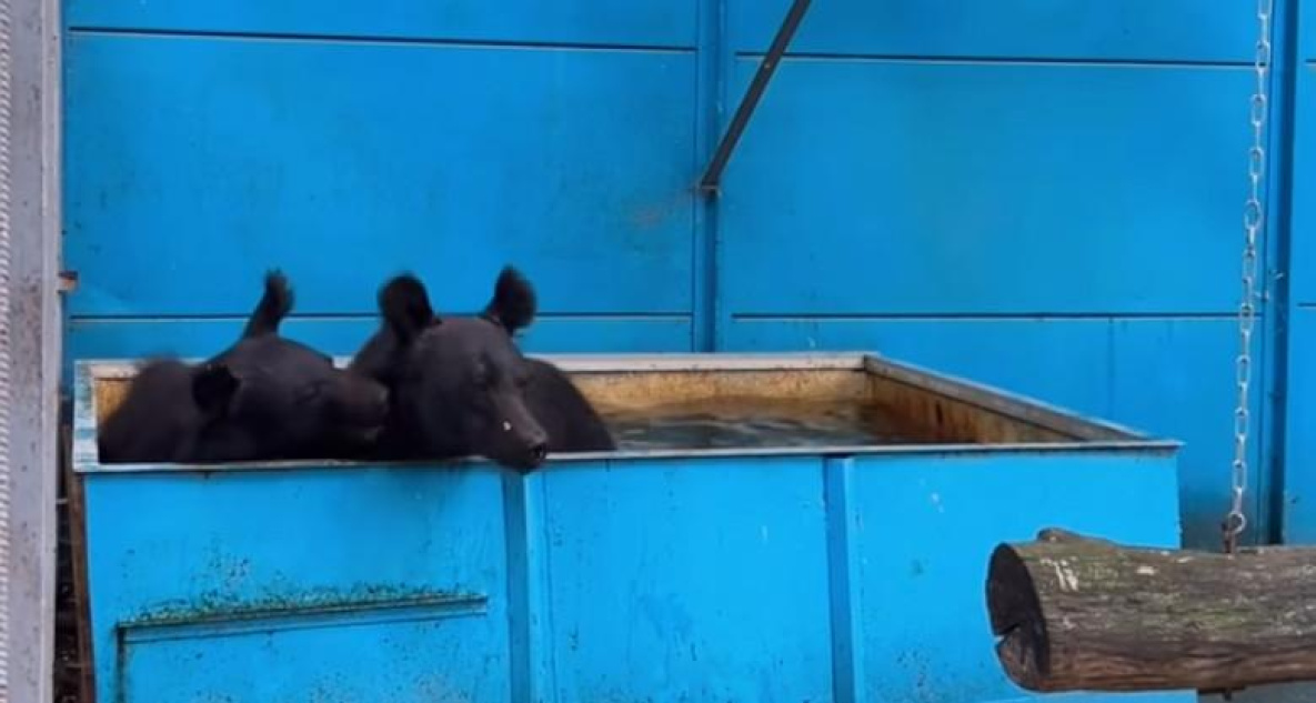 В комсомольский зооцентр переехали бурые медведицы из «Мишкиной берлоги»