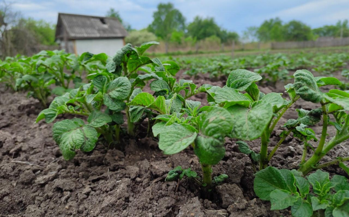 В Хабаровском крае позаботятся о хранении и селекции картофеля
