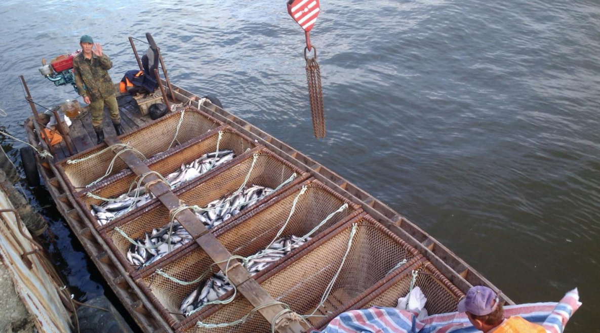 Улов лососей в Хабаровском крае обогнал итоги 2019 года